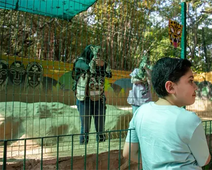 &iexcl;Entrada gratuita! Zool&oacute;gico de Culiac&aacute;n da la bienvenida a dos nuevos capibaras con festejo navide&ntilde;o