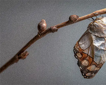 Adaptaci&oacute;n al cambio