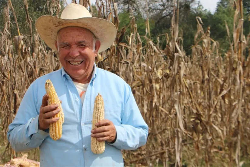 Productores deberán actualizar sus datos para el apoyo de Producción para el Bienestar. Foto: Cortesía