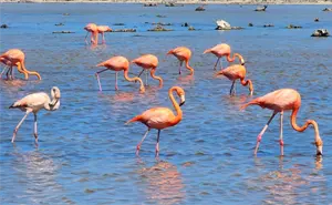 Avanza la conservación de los flamencos rosados en Cozumel