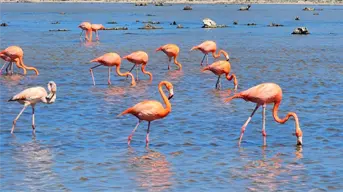 Avanza la conservación de los flamencos rosados en Cozumel