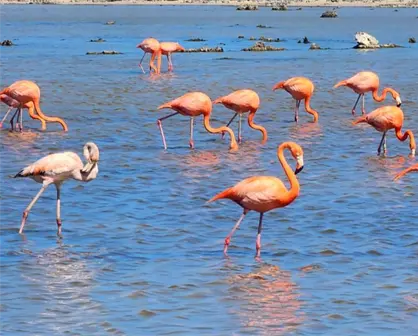 Avanza la conservaci&oacute;n de los flamencos rosados en Cozumel