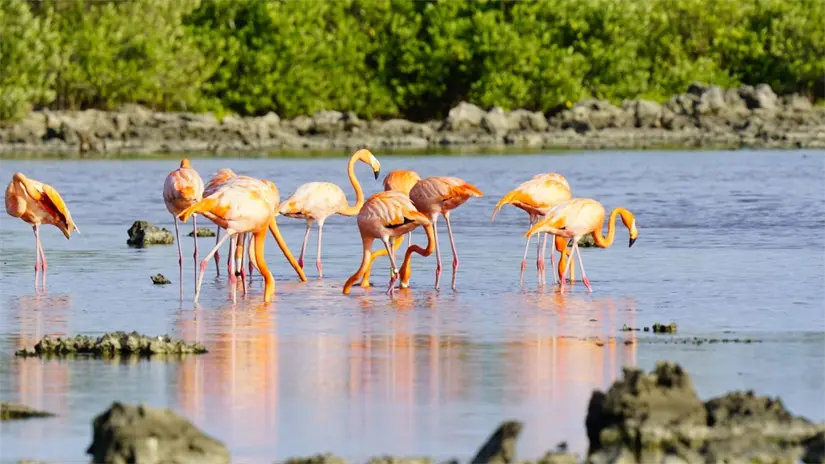 Avistamientos del flamenco rosado en Cozumel. Foto: Cortesía