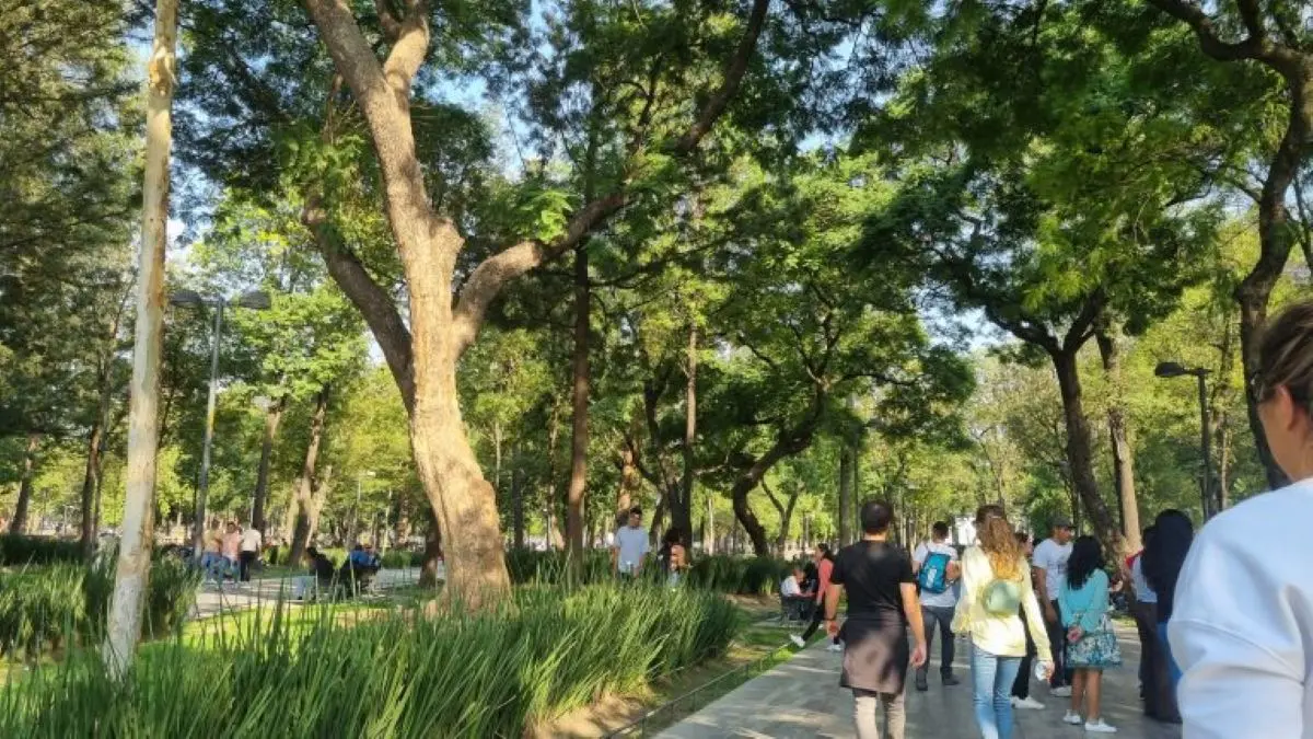 El arbolado urbano proporciona sombra y reduce la exposición al calor, creando condiciones más seguras y confortables para peatones en zonas de alta afluencia. MXC