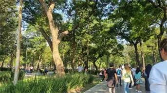 El arbolado urbano y una buena calidad del aire para el peatón