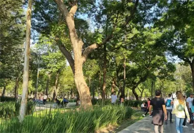 El arbolado urbano y una buena calidad del aire para el peat&oacute;n