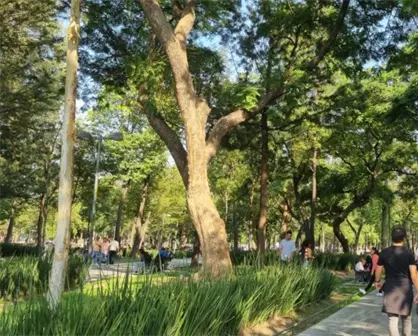 El arbolado urbano y una buena calidad del aire para el peat&oacute;n