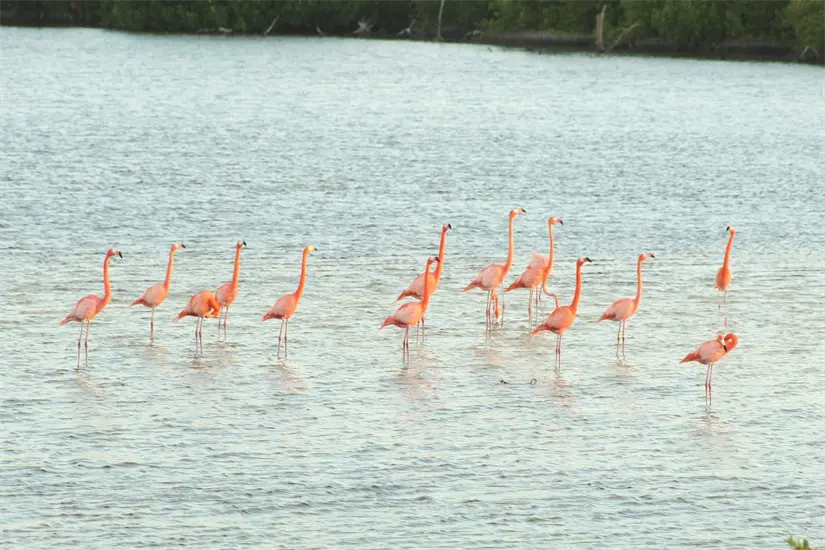 Flamenco rosado en Cozumel- Foto: Cortesía