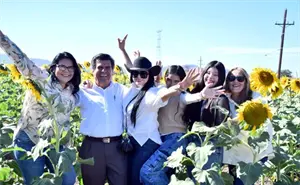 Abre el campo de girasoles del Pueblo Mágico de Mocorito y este es el costo de la entrada