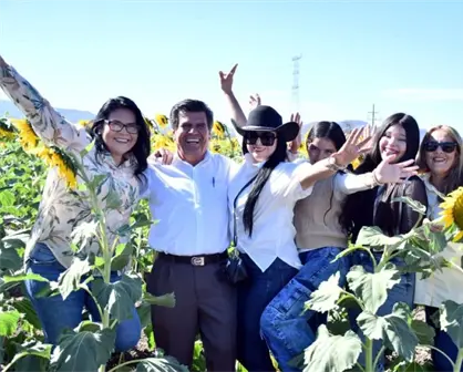 Abre el campo de girasoles del Pueblo M&aacute;gico de Mocorito y este es el costo de la entrada
