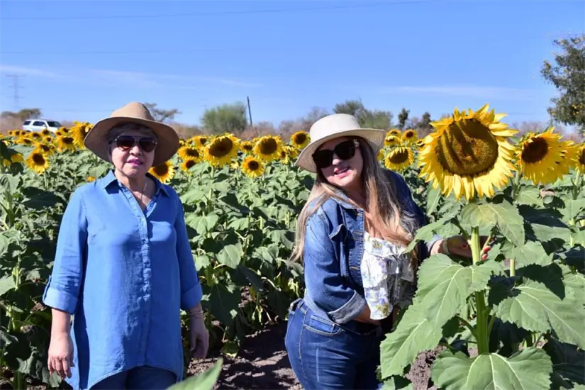 Cuánto cuesta la entrada al campo de girasoles en Mocorito. Foto: Cortesía 