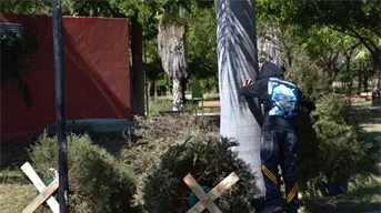 ¿Dónde llevar tu pino navideño en Culiacán? Centros de acopio abiertos hasta el 31 de enero