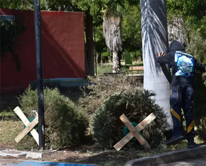 &iquest;D&oacute;nde llevar tu pino navide&ntilde;o en Culiac&aacute;n? Centros de acopio abiertos hasta el 31 de enero