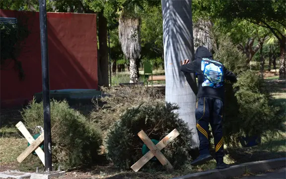 &iquest;D&oacute;nde llevar tu pino navide&ntilde;o en Culiac&aacute;n? Centros de acopio abiertos hasta el 31 de enero