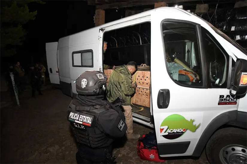 Aspectos del traslado de los lobos grises del Edomex a Saltillo. Foto: Cortesía