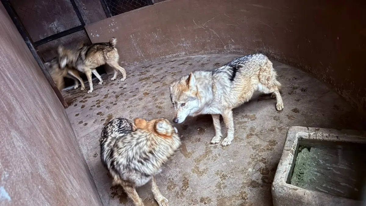 Buscan salvar la especie del lobo gris mexicano. Foto: Cortesía