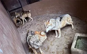 Cuatro lobos grises mexicanos son llevados del Edomex a Saltillo para salvar su especie