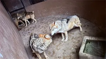 Cuatro lobos grises mexicanos son llevados del Edomex a Saltillo para salvar su especie