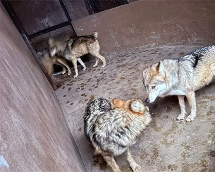 Cuatro lobos grises mexicanos son llevados del Edomex a Saltillo para salvar su especie