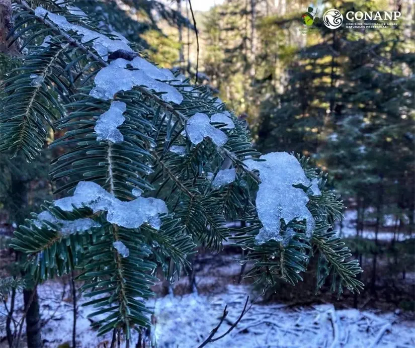 Frío extremo y paisajes nevados Chihuahua enfrenta los efectos de la segunda tormenta invernal