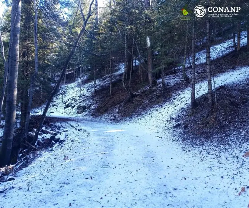 Frío extremo y paisajes nevados Chihuahua enfrenta los efectos de la segunda tormenta invernal
