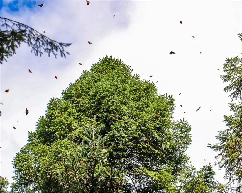 Tour para observar a las mariposas monarcas en Michoacán. Foto: cortesía.