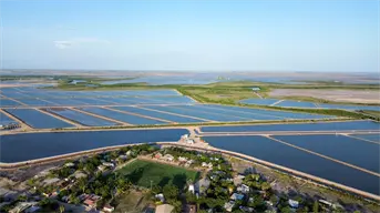 Gobierno de Sinaloa anuncia nuevas fechas de siembra y cosecha de camarón para 2026