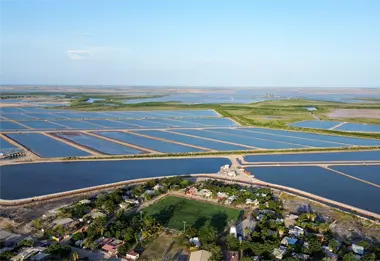 Gobierno de Sinaloa anuncia nuevas fechas de siembra y cosecha de camar&oacute;n para 2026