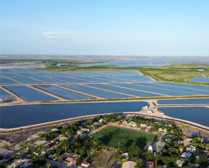 Gobierno de Sinaloa anuncia nuevas fechas de siembra y cosecha de camar&oacute;n para 2026