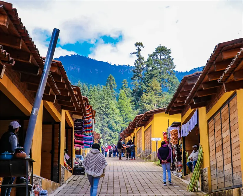 Tour para observar a las mariposas monarcas en Michoacán. Foto: cortesía.