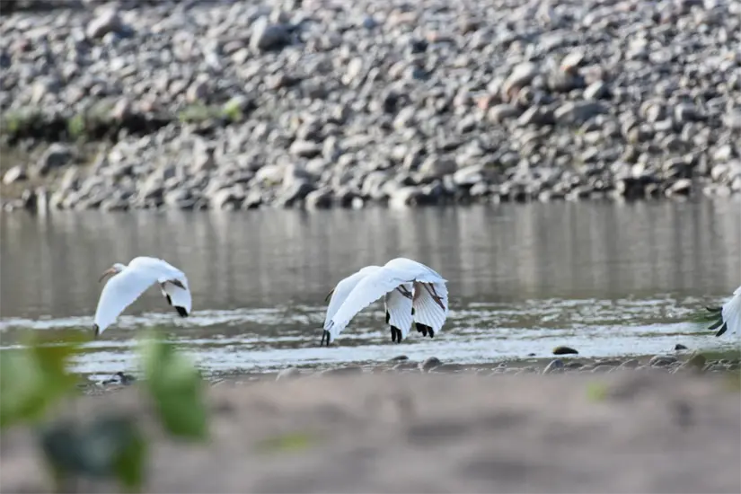 El río Piaxtla, refugio natural en el Sexto Conteo de Aves Urbanas de América Latina