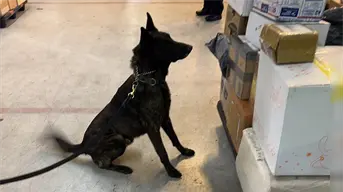 México frena ingreso de fentanilo desde Asia y evita la producción de más de un millón de dosis