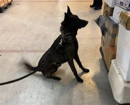 M&eacute;xico frena ingreso de fentanilo desde Asia y evita la producci&oacute;n de m&aacute;s de un mill&oacute;n de dosis