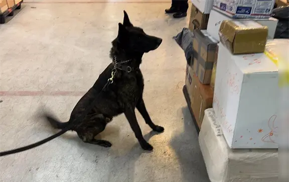 M&eacute;xico frena ingreso de fentanilo desde Asia y evita la producci&oacute;n de m&aacute;s de un mill&oacute;n de dosis