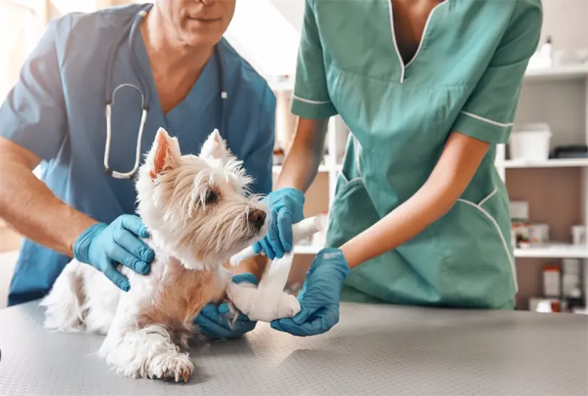 Algunas farmacias han empezado a incluir servicios de veterinaria. Foto: cortesía.