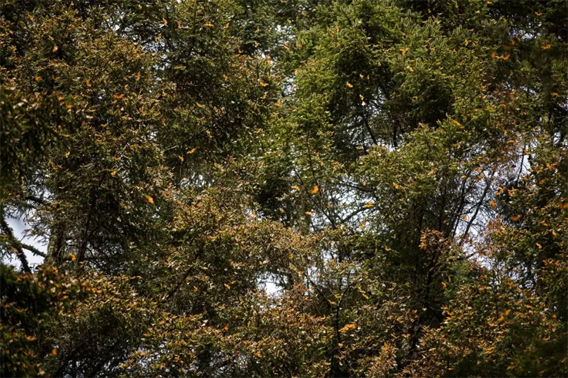 Avistamiento de la mariposa en el Estado de México. Foto: Cortesía