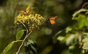 Avistamiento de la mariposa monarca 2026; lo que debes saber para visitarla en Edomex