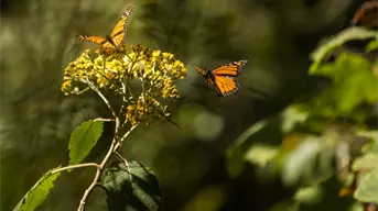 Avistamiento de la mariposa monarca 2026; lo que debes saber para visitarla en Edomex