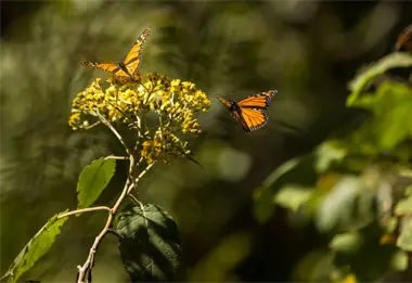 Avistamiento de la mariposa monarca 2026; lo que debes saber para visitarla en Edomex