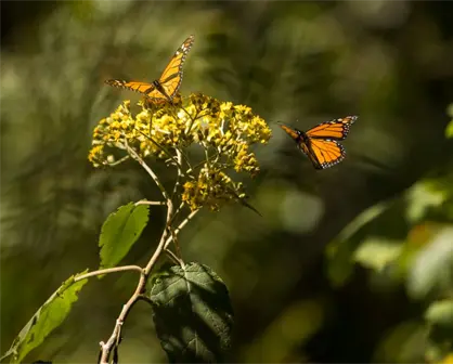 Avistamiento de la mariposa monarca 2026; lo que debes saber para visitarla en Edomex