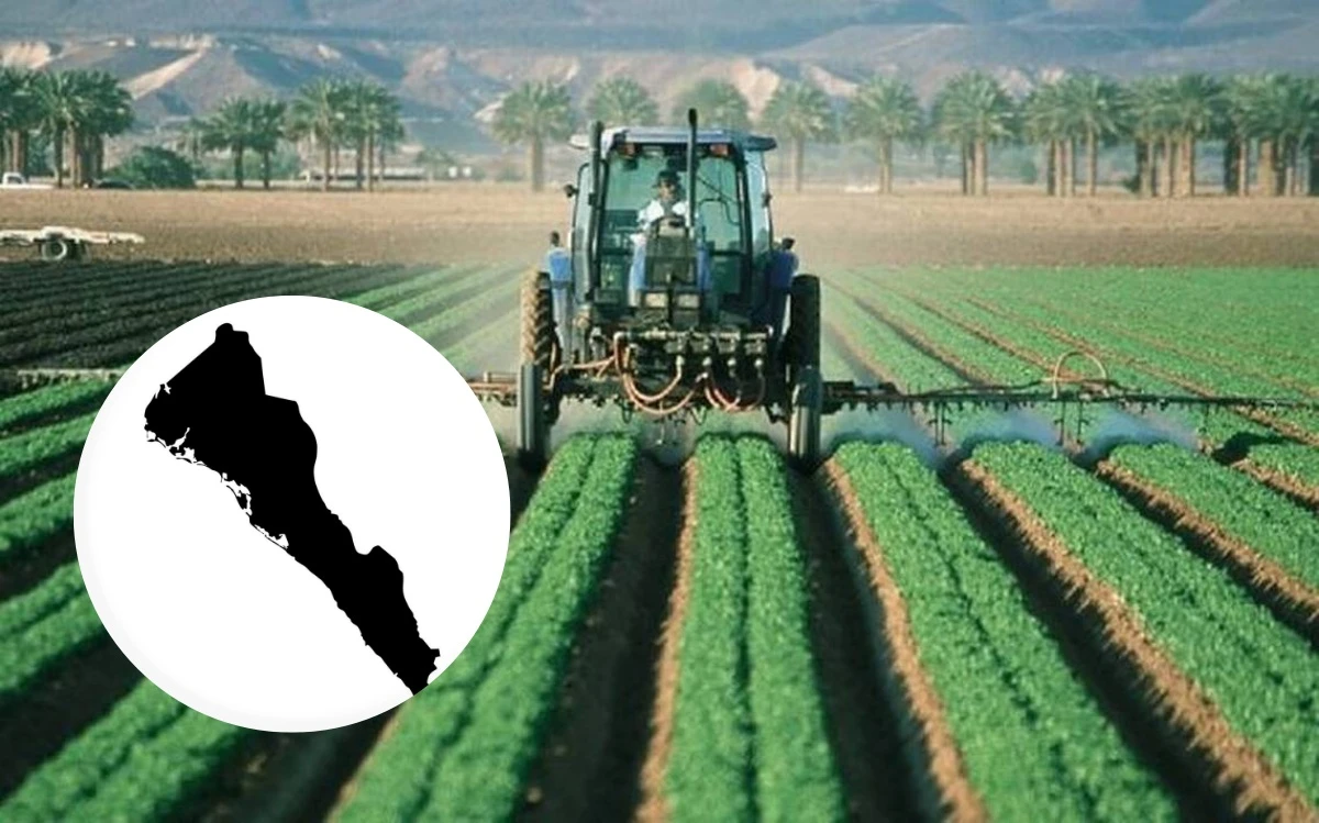 Sinaloa es conocido como el granero de México por su gran producción agrícola.