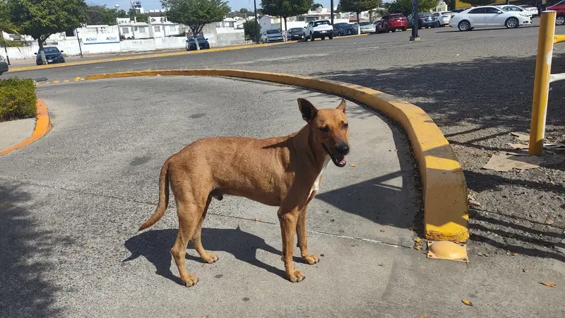 Su perrito siempre la acompaña a donde va a vender sus productos