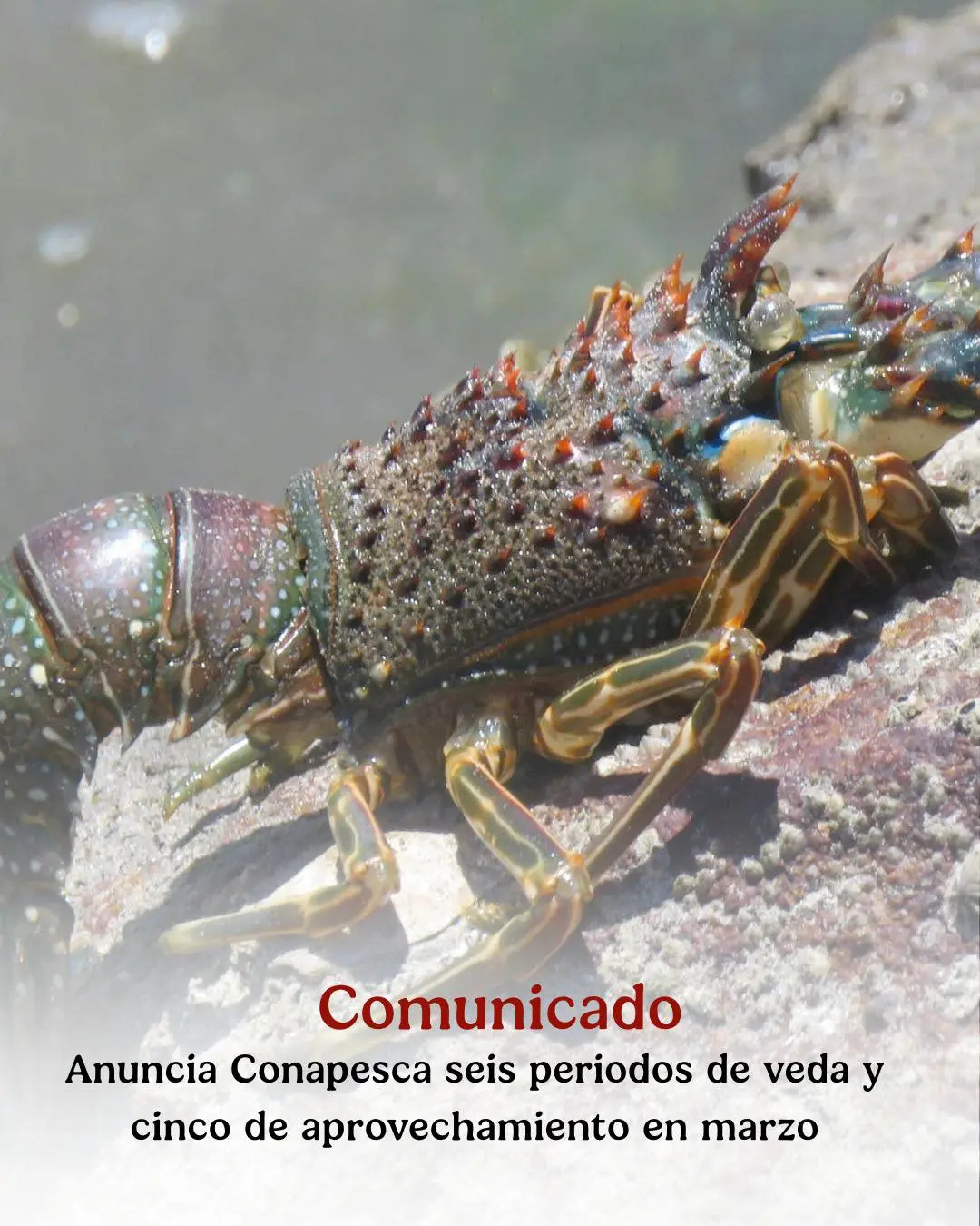 La captura de charal, erizo rojo, langosta, lobina y todas las especies de peces de la presa de Aguamilpa y el Cajón, en Nayarit, quedará prohibida.