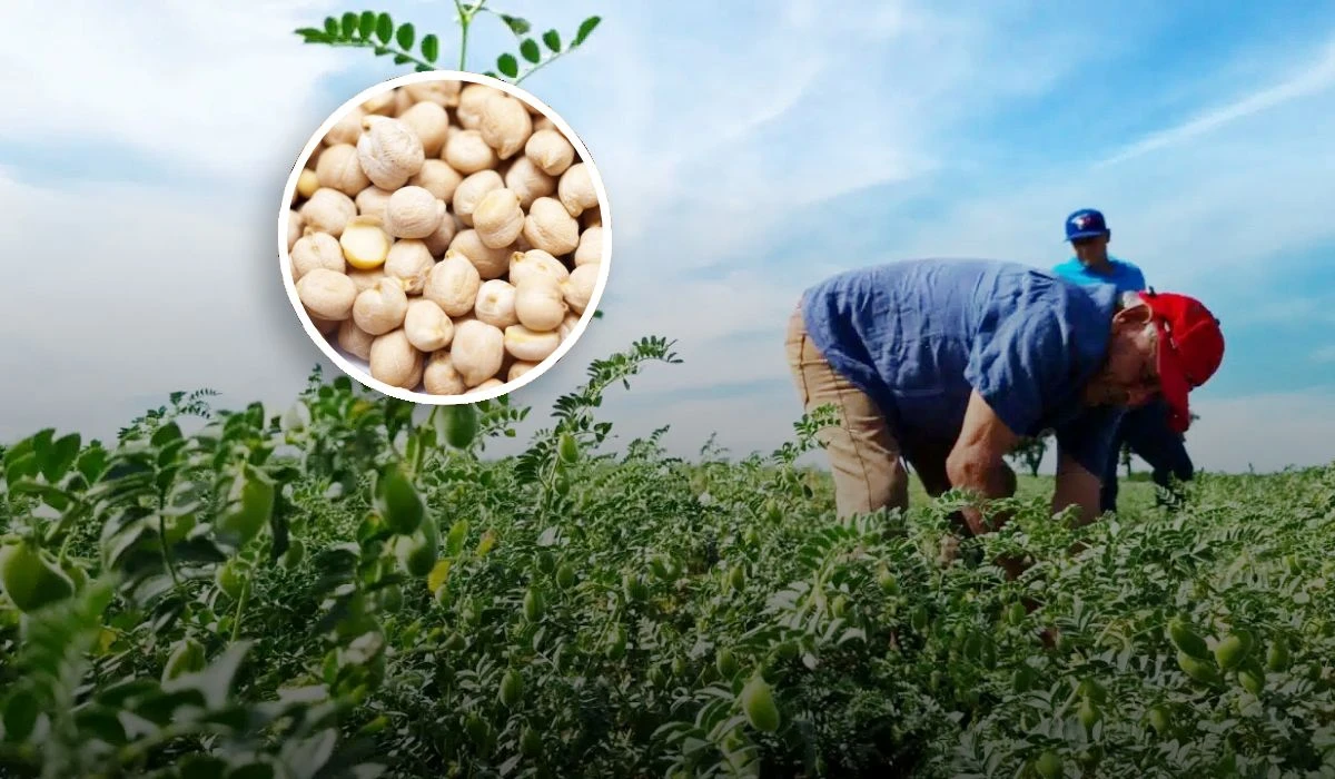 Sinaloa busca nuevos mercados internacionales para fortalecer la comercialización del garbanzo y mejorar precios al productor.