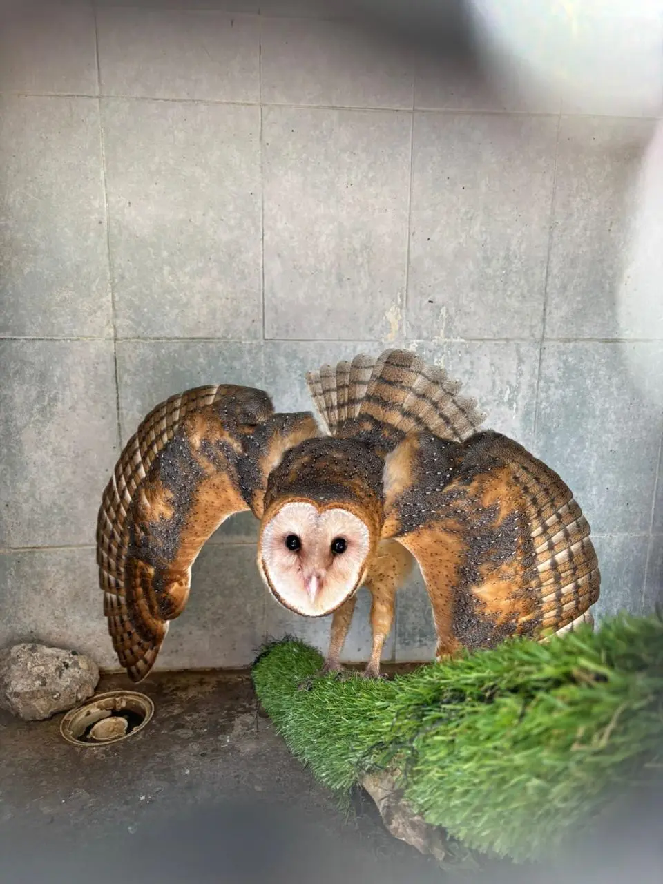 Tres aves rapaces que recibieron atención en el Hospital de Fauna hoy vuelan en libertad