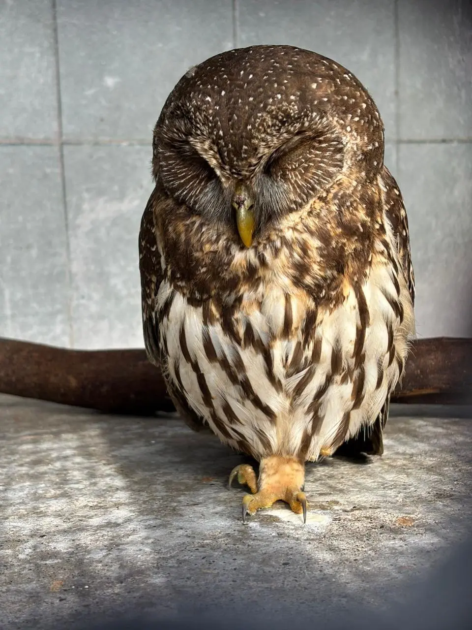 Uno e los compromisos del Gran Acuario Mar de Cortés es la preservación de la fauna silvestre