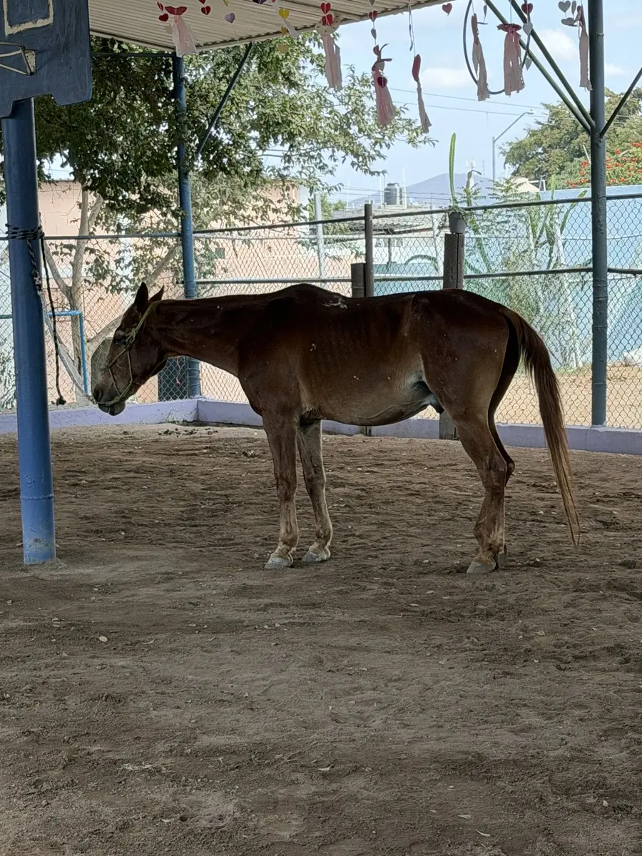 La Asociación padres y Compadres IAP busca un caballo en donación para integrarlo a las sesiones de equinoterapia que ofrece a sus usuarios