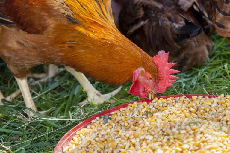 La alimentación es la principal causa del color. Foto: Cortesía