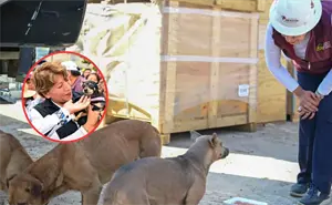 Aprueban nueva Ley de Protección Animal en Edomex: Multas de hasta 35 mil pesos por maltrato