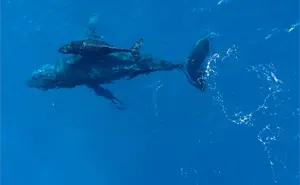 Movimientos de megafauna marcan el camino para la conservación marina